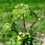 Élixir d’Angélique : le cocktail qui sublime votre gin