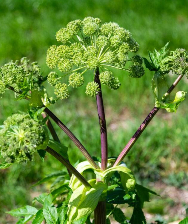 Élixir d’Angélique : le cocktail qui sublime votre gin