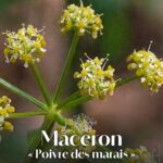 Le maceron, « poivre des marais » ou « poivre du saunier » du littoral Atlantique