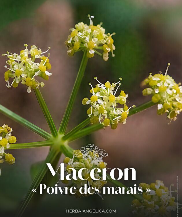 Le maceron, « poivre des marais » ou « poivre du saunier » du littoral Atlantique