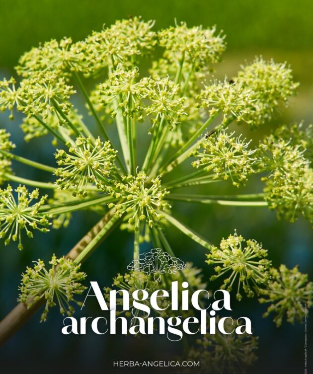 Angélique : l’herbe aux anges, entre légendes, médecine et spiritueux
