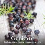 La baie de genièvre : aux origines du gin