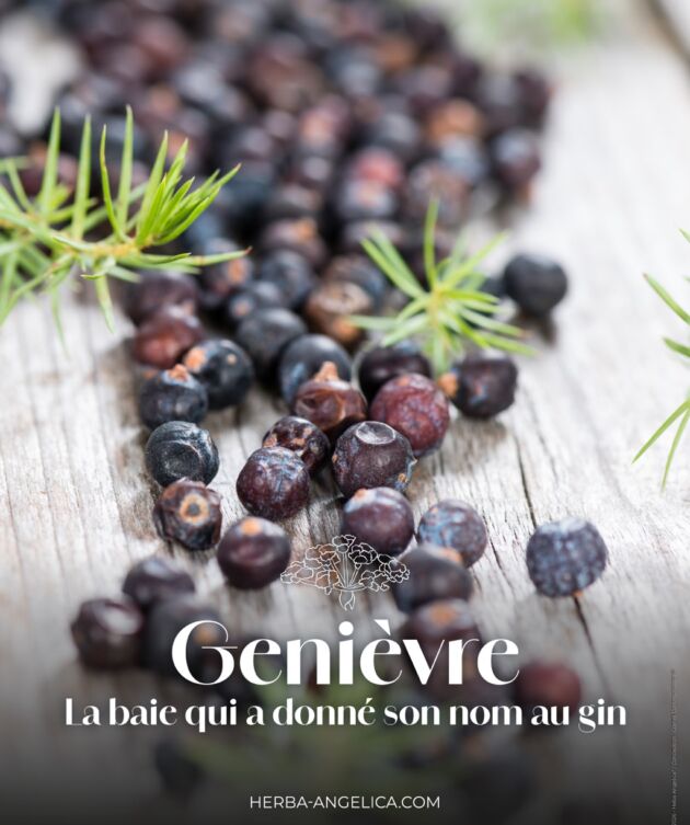 La baie de genièvre : aux origines du gin